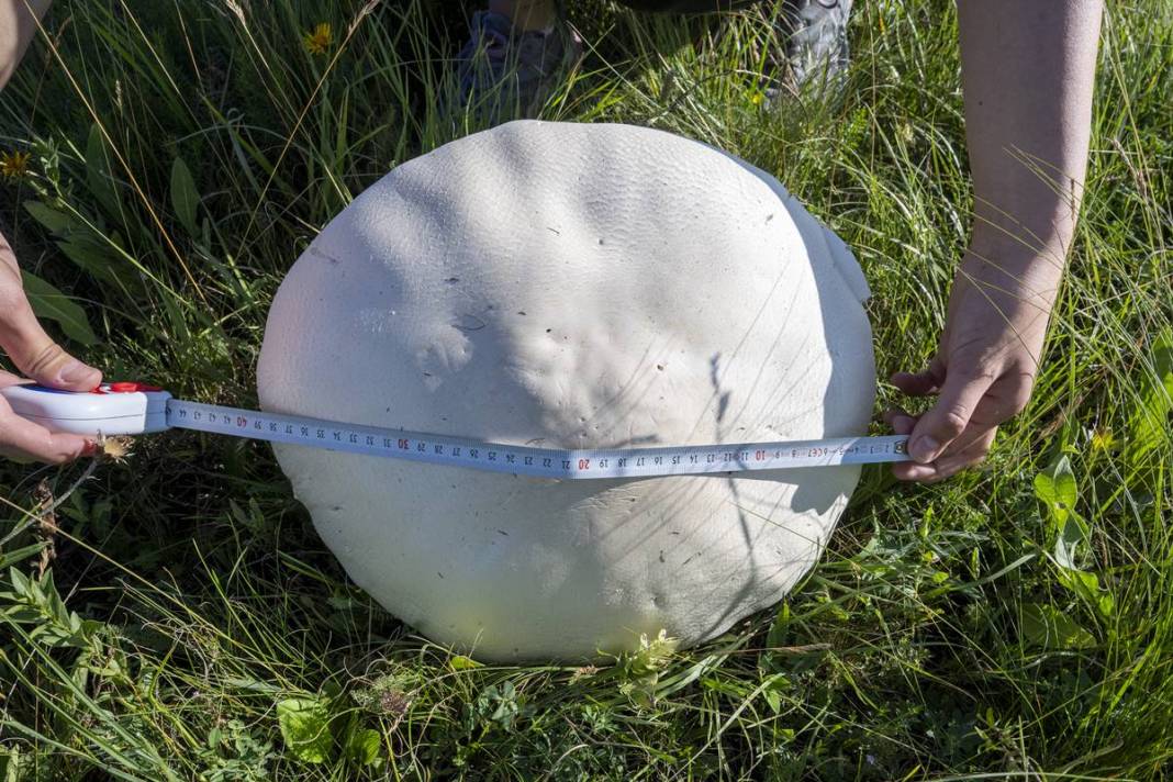 Yağmurdan sonra şaşırtan manzara: Böylesi görülmedi! 40 cm çapında, köylüler bile hayrete düştü 10